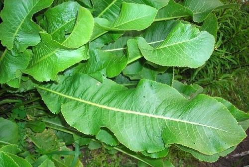 Листья хрена – единственные из растений, способные вытягивать соль через поры кожи
