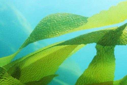 Экстракт морской водоросли может увеличить продолжительность жизни
