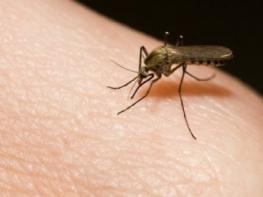 Ո՞ւմ են մոծակներն ավելի հաճախ խայթում
