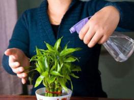 Ջրածնի պերօքսիդը սենյակային բույսերի համար ուղղակի բալասան է տարվա ցուրտ եղանակին