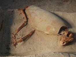 В Египте найдены необычные 2000-летние захоронения‍