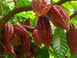 Великая польза какао: дар индейских богов