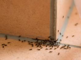 Այս միջոցը կիրառելուց հետո ձեր տան միջատներն ու մրջյունները կվերանան և այլևս նման խնդիրներ չեք ունենա