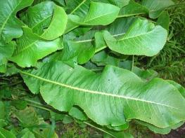 Листья хрена – единственные из растений, способные вытягивать соль через поры кожи