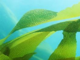 Экстракт морской водоросли может увеличить продолжительность жизни